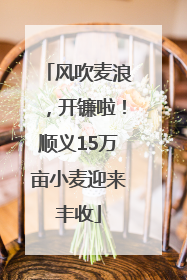 风吹麦浪，开镰啦！顺义15万亩小麦迎来丰收
